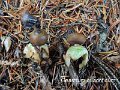 Geastrum quadrifidum-amf2007